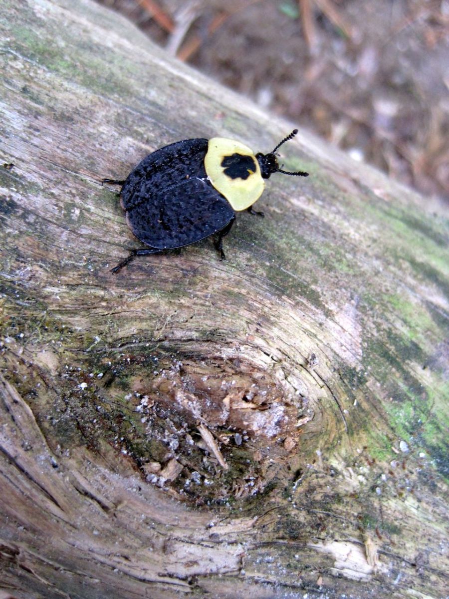 Carrion Beetle Stone Mountain NC