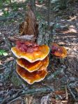 Hanging Rock mushrooms, hiking NC