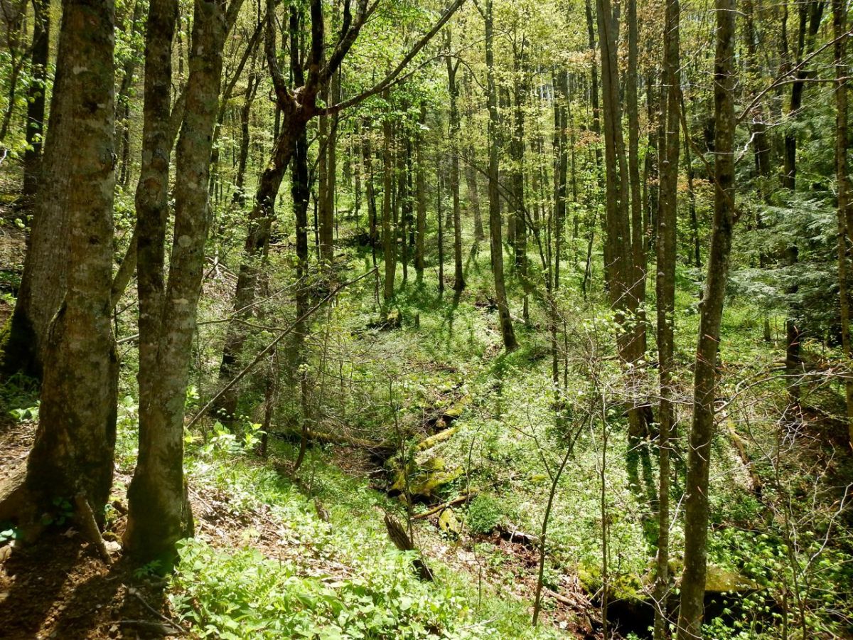 Hiking Profile Trail on Grandfather Mountain