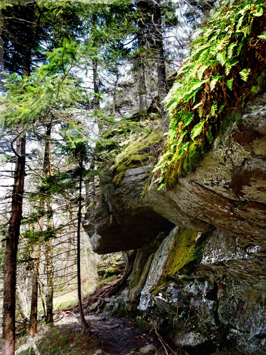 Hiking the Profile Trail