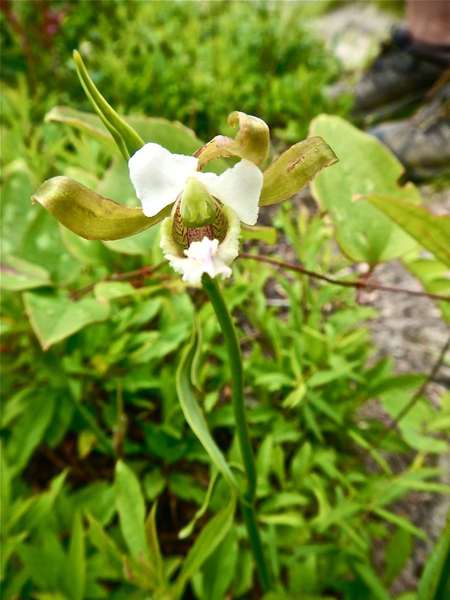 Pogonia on Shortoff Trail