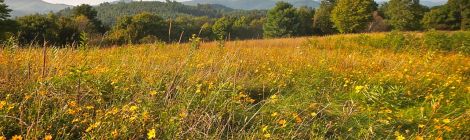 Doughton Recreation Area late-summer wildflowers