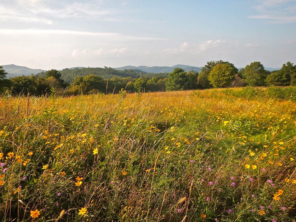 Doughton Recreation Area late-summer wildflowers