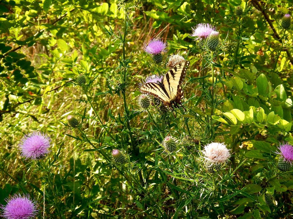 Bluff Mountain Trail Eastern tiger swallowtail butterfly