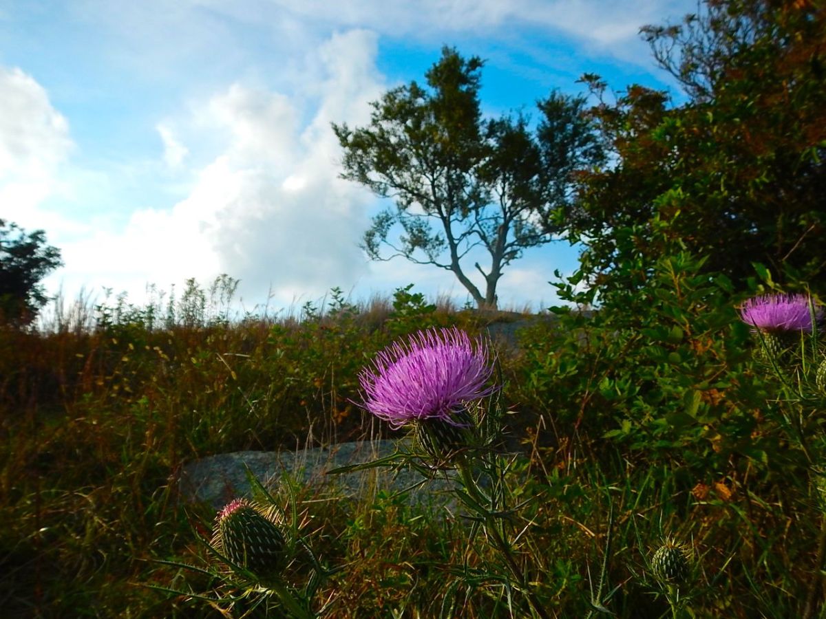Bluff Mountain Trail thistle