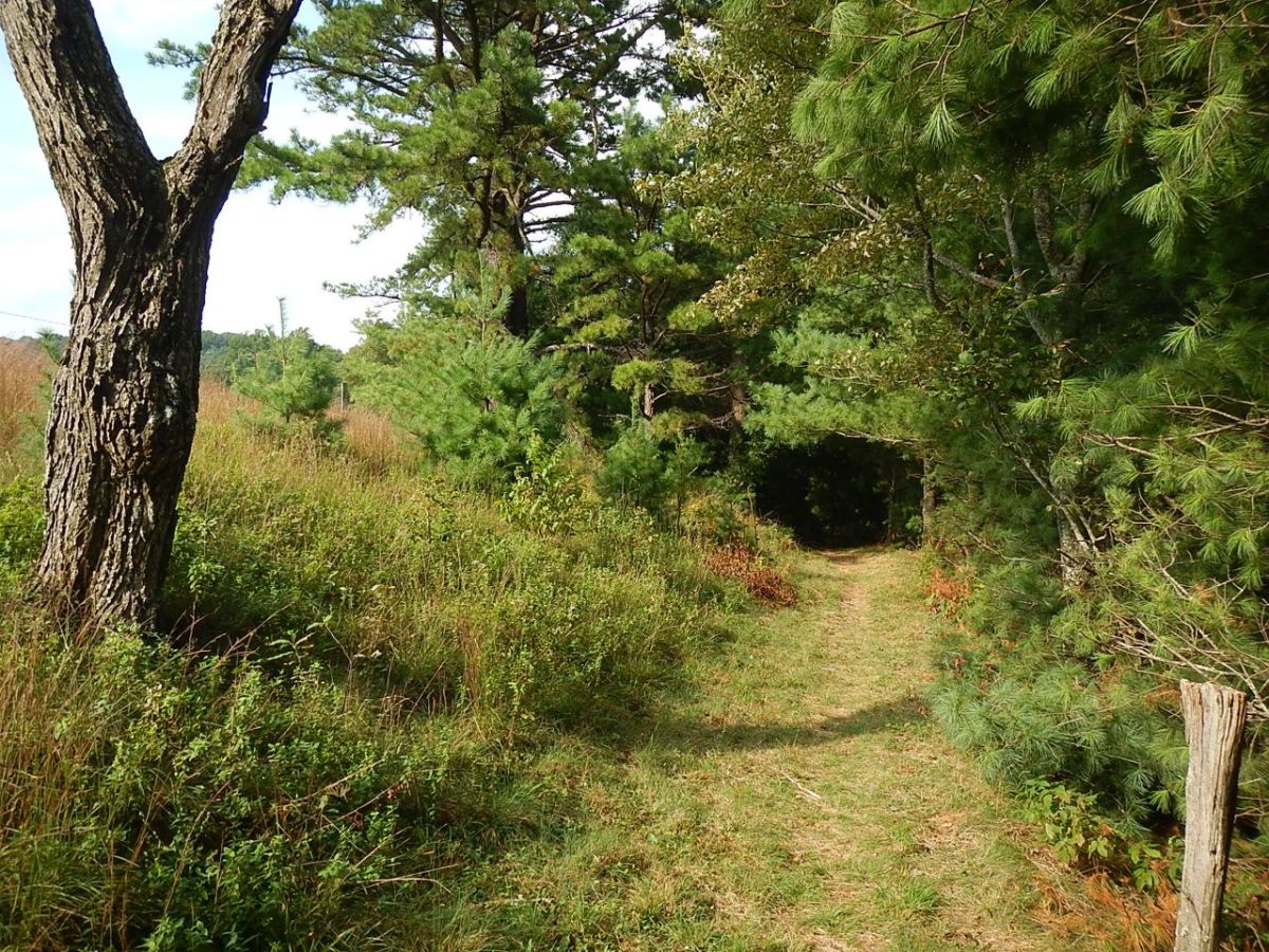 Bluff Mountain Trail tree tunnel