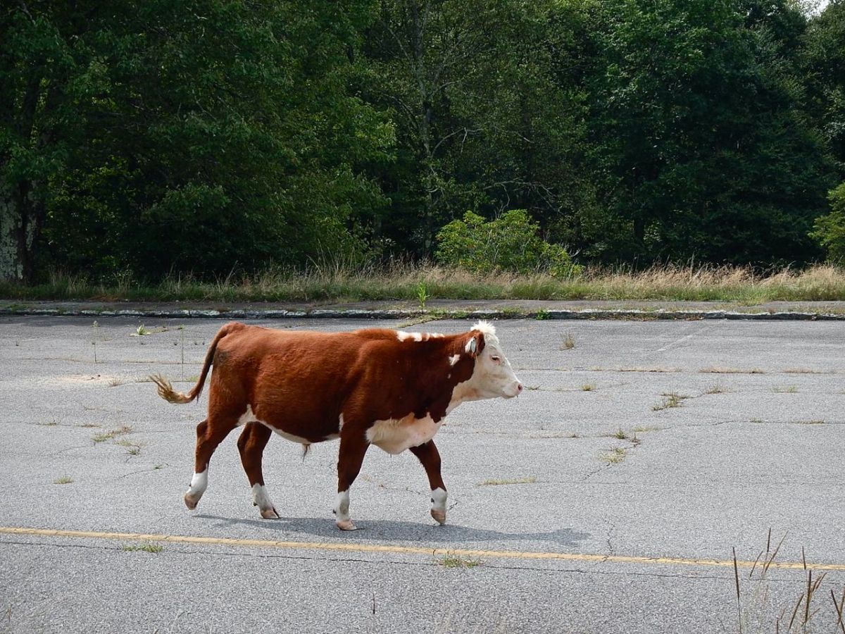 Doughton Recreation Area cow