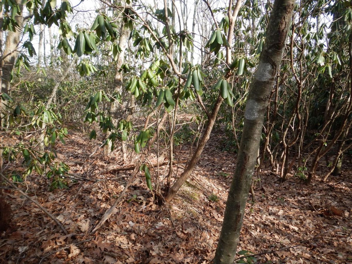 MST white, double-circle blaze