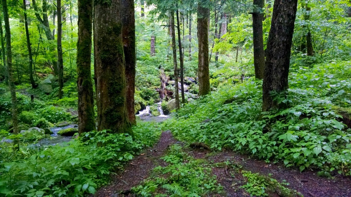 Gabes Mountain Trail Campground 34