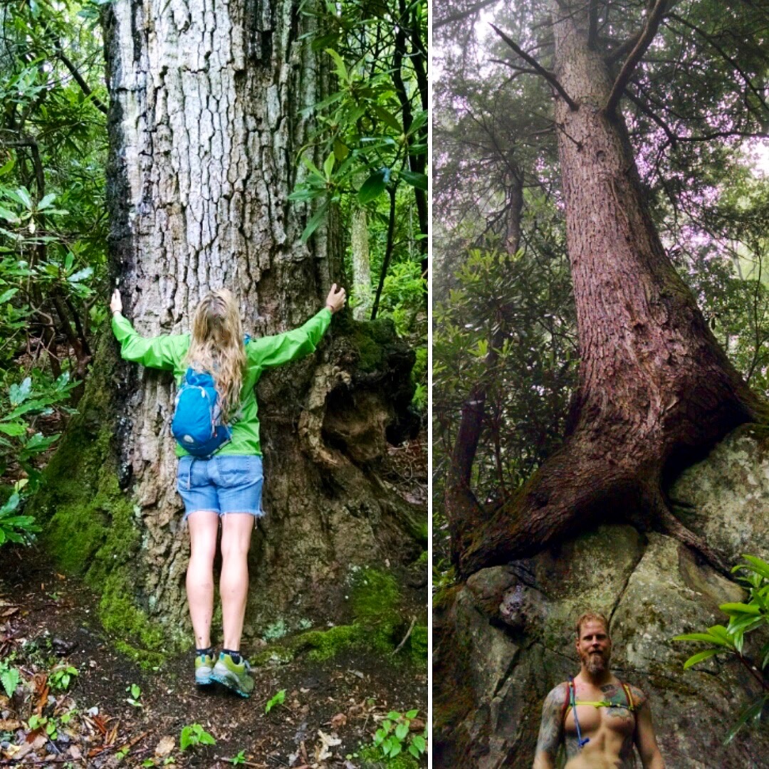Smokies Gabes Mountain Trail old-growth forest